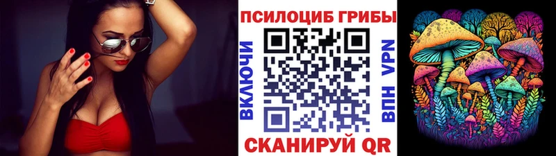 где можно купить   Кедровый  Псилоцибиновые грибы Psilocybe 